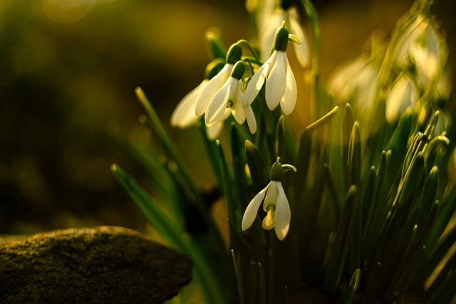 spring garden with emerging seedlings and fresh green growth